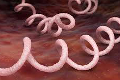 Syphilis is a corkscrew shaped bacterium